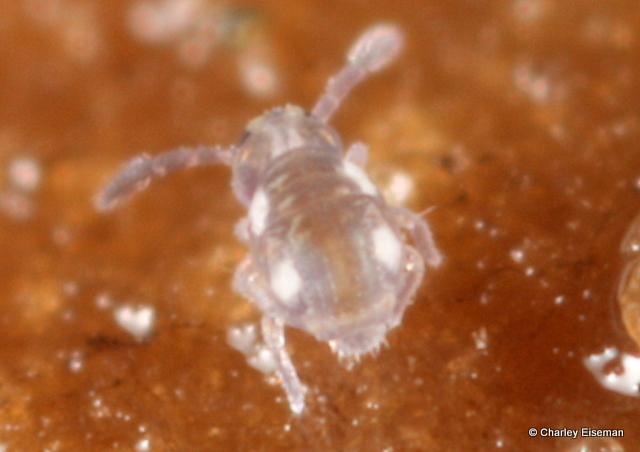 Представитель Семейства Collophoridae